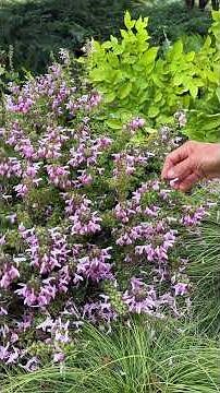 Salvia glabrescens ‘Dark Heart’ - a heavy bloomer for the fall woodland garden