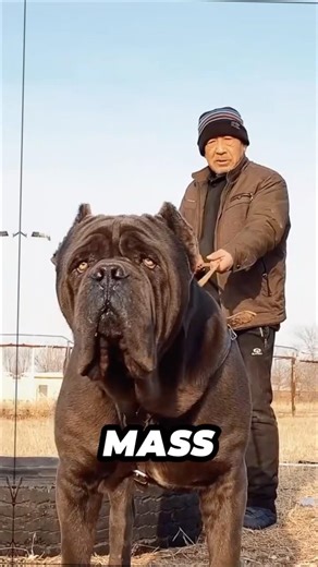 Let talk about most strongest dog breed in world #pitbullnearheat #americanbully #shorts #viral