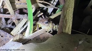 4.7K views · 292 reactions | Southern Brown Tree Frog education with Frog Expert Dave De Angelis at Yarran Dheran Nature Reserve’s Winter Frog Census tonight! | Stickyfrogs | Facebook