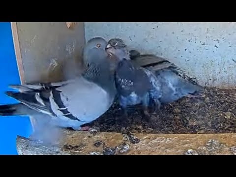 Hungry Baby Pigeons Get a Super Fast Feeding! 🐣💨