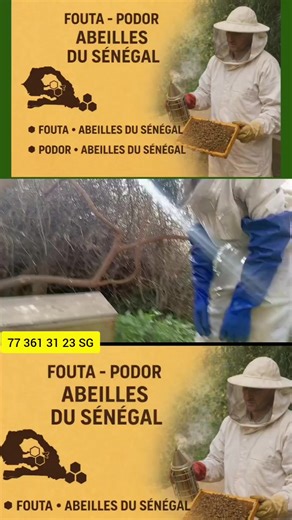 Immersion dans le monde apicole du Fouta