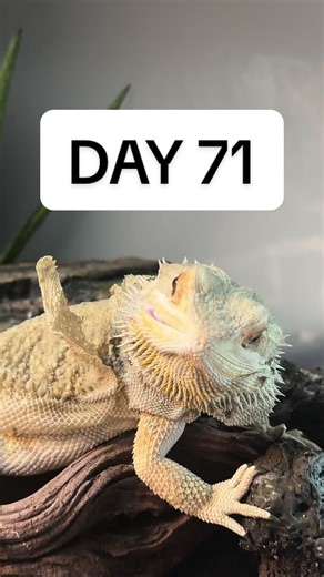 Day 2 of shedgieee. We seriously could not believe that whole piece fell off. Only a few flakes were on the ground when he woke up. But then some light & a few log rubs? And the WHOLE thing came off. Honestly. We might have to frame it at this point. Leg and tail tomorrow?!?! Go regggggie #reptilesoftiktok #beardeddragon
