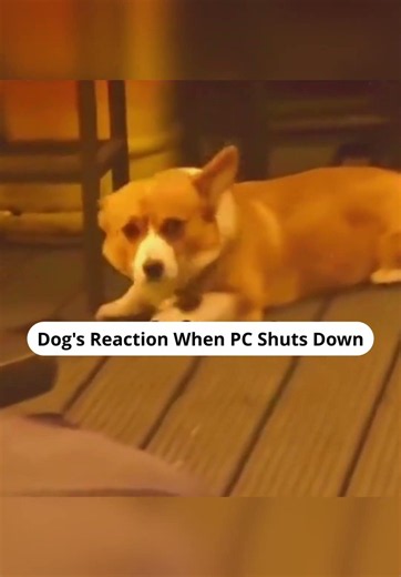 Dog's Reaction🥹#Pc #windows #windowsxp #dogreaction #dog #pets #techmemes #GamerLife #WindowsPC