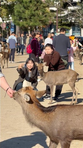 神秘的な奈良公園🦌✨ | かわいい鹿たち、素敵な一日！😍🌸🇯🇵💕