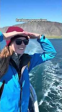 Whale watching from Reykjavik is the perfect half-day adventure. 🐋🌊