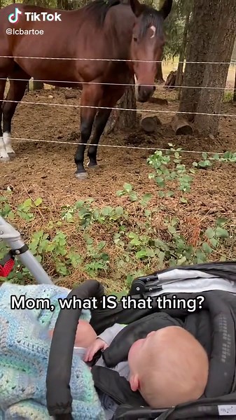 Cash meets Newt. #bartoetwins #cashotto #getoutside #afterdinnerwalk #horsesandbabies #babiesandhorses #itsbigandbrown