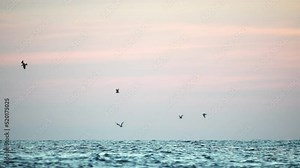A flock of seagulls fly and fish in the sea. Warm sunset sky over the ocean, sun glare. Silhouettes of seagulls flying in slow motion away from the camera with the sea in the background at sunset.