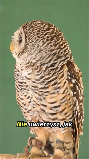 Sowy potrafią obracać głowę o 270°! 🦉