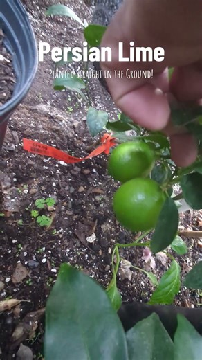 Persian Lime Planted Straight in the Ground! #lime