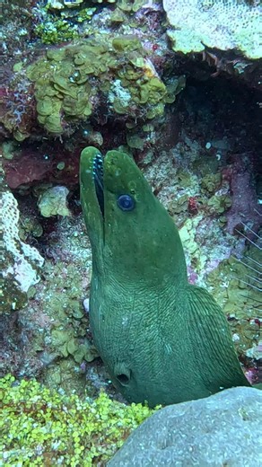 2.3K reactions · 28 shares | When predator meets predator.. Our dive...