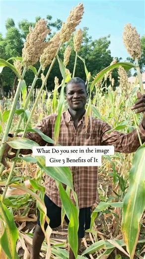 The Resilience of Sorghum: Africa's Lifeline Crop