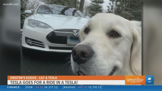 Act of Kindness: Tesla, the dog, takes a ride in a Tesla
