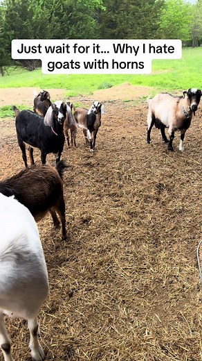 Yet another adventure with a stupid goat #darkwinggsd #farmlife #goat #goat🐐