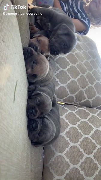 Understanding the Cane Corso Breed Characteristics