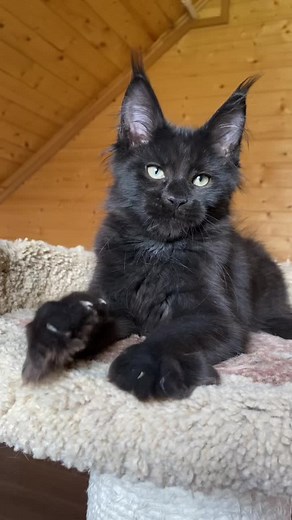 Black Maine Coon Kitten Xerxes - Proud Lynx