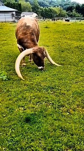 1.6M views · 4.8K reactions | Ankole-Watusi a breed of cattle known for its distinctively large horns #ankolewatusi #breed #cattle #distinctively #largehorns #Amazing #animals #highlights #followersreels | Sheikh Jalal | Facebook