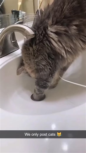 Cats Fantasy on Instagram: "✨ Welcome to Best Cats Moments – the ultimate highlight reel of the internet’s true stars: CATS! 😹 From hilarious fails to heart-melting cuddles, we post only the best of the best. No fluff—except the cats. 💯🐾 Hit follow for daily purr-fection and nonstop smiles! #BestCatsMoments #WeOnlyPostCats #CatTok #MeowMagic #PurrfectionDaily #FunnyCatsClub #EpicCatMoments #CatsOfInstagram #FelineGold #ViralCatsOnly #WhiskerWonders #TopCatClips #CatVibesDaily #FluffyLOL #Catu