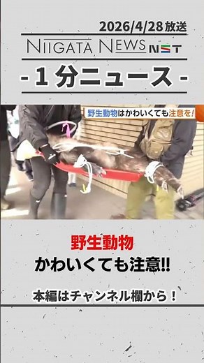 【カモシカ出没】野生動物かわいくても注意 #カモシカ #キツネ #野生動物 #新潟