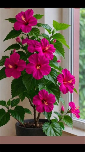 🌺 Easy Hibiscus Growing Tips Every Gardener Should Know #shorts #gardening