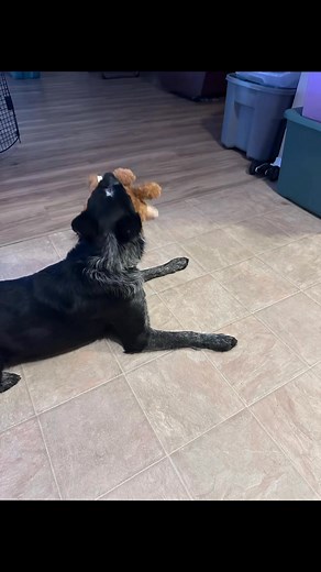 Alpha dog training on Reels | Facebook