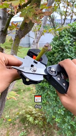 1.4K views | Since having this grafting machine, I graft cucumbers and tomatoes every day | Amber Lynn Sysel-Lodge | Facebook