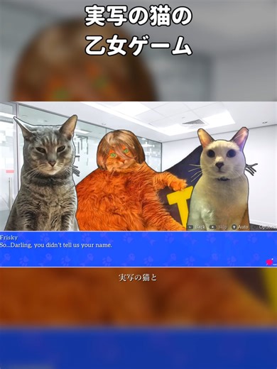 猫と共に楽しむ「Cat President」