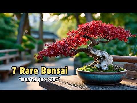 7 Rare Bonsai in the World | Most Valuable & Exotic Bonsai Trees