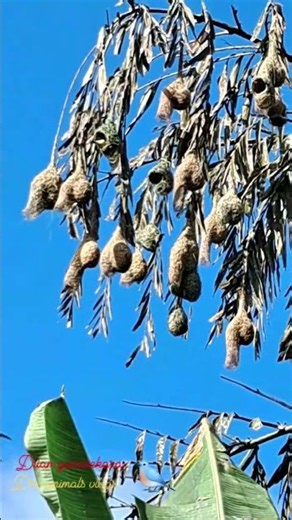 creative..birds...and...houses...