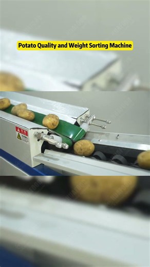 Automatic Potato Weight Sorting and Quality Grading Machine