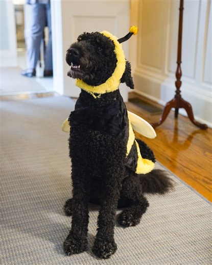 Presenting: Bumble Winnie🐝! Happy Halloween, everyone. | First Lady Britainy Beshear