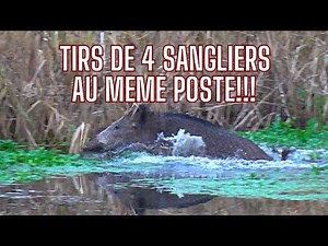 Battue aux sangliers de FOLIE!!!Tirs de 4 sangliers au même poste/Amazing Wild Boar Hunting