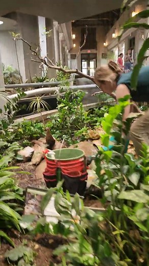 Congo Peafowl At The StLouis Zoo Bird House | Queersee