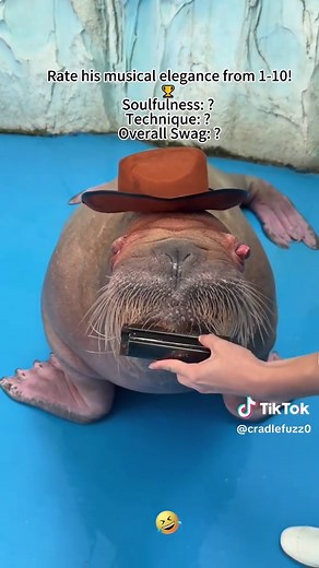 Hilarious Walrus Performers You Must See!