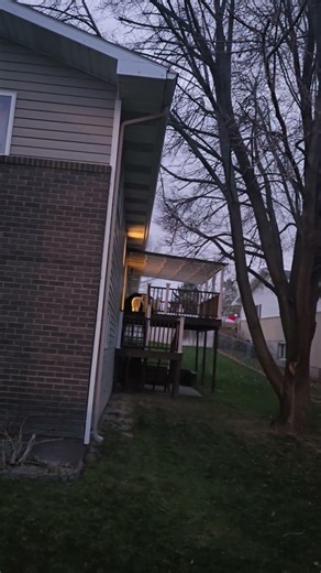 Pyredoodle or Kangaroo? Clears 6 ft fence to play #dog #doglife #pyredoodle #play #jump #baddog