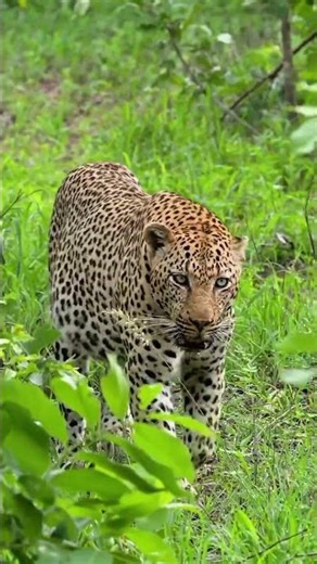 Hunters Spot a Cheetah in the Jungle | Rare Wildlife Moment Caught on Camera