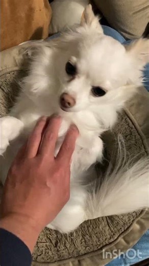 Good Night, Calm Shippo 🐶🌙クッションで静かにくつろぐしっぽちゃん #かわいい #癒し #チワワ #cute #healing #chihuahua #relaxing