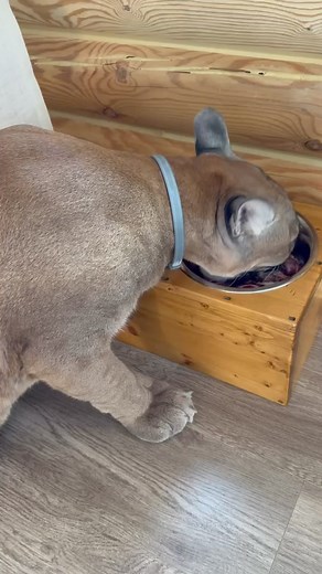 3.9K views · 192 reactions | Happy eating  #puma #pumamessi | Team RRQ Unofficial | Facebook