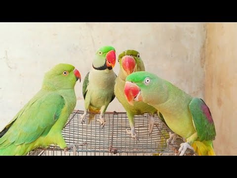 Alexander Green Parrot Talking Natural Sounds