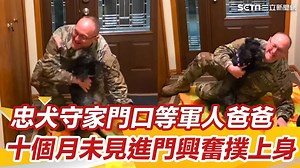 4.2K views · 157 reactions | 【經典回顧】忠犬守家門口等軍人爸爸！十個月未見進門興奮撲上身！ #Ｍ編：太久沒見到爸爸～～狗狗好興奮阿 ▌AP/T&T Creative Media 授權 | 三立iNEWS | Facebook
