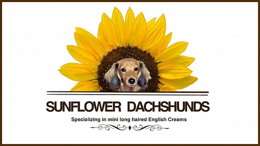 Comprehensive Grooming for Dachshunds: Nail, Paw, and Coat Care — Sunflower Dachshunds