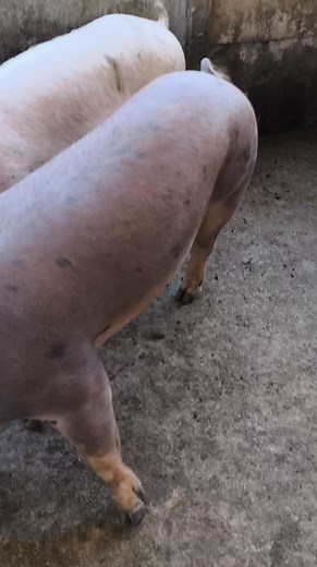 5.9K views · 17 reactions | Dica de manejo detectar o cio das matrizes | Família Sítio Dos Sonhos | Facebook