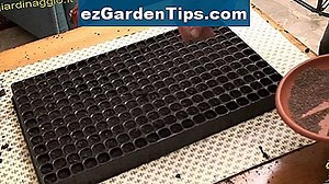 Come piantare semi di acerifolius di Brachychiton 🌱 Consigli Giardinieri - It.ezGardenTips.com