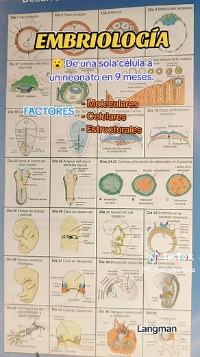 Embriología: Del Desarrollo Celular al Nacimiento del Bebé en 9 Meses