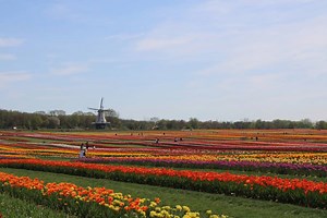 This Stunning ‘Slice Of Holland’ Features 8 Million Tulips Just 75 Minutes From NYC — With An Authentic 100-Foot Windmill & Dutch Vibes
