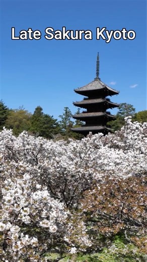 Late Sakura in Kyoto | Cherry Blossoms at Ninna-ji Temple