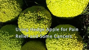 Using Hedge Apple for Pain Relief and Some Cancers - The Homestead Survival