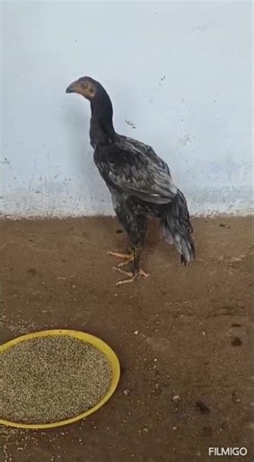 kattamukku boodhi vedai shortnose aseel female #assel #aseelmurga #ayam