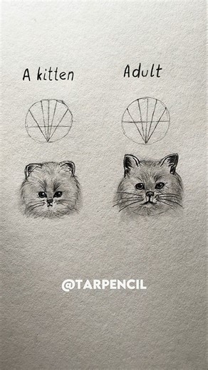 How to draw a Cat (kitten, adult) ✏️ #drawing #art #tutorial #howtodraw #shorts #cat