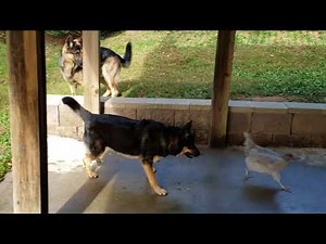 Cattle Dog Herding Chickens