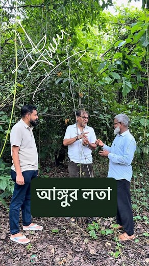 আঙ্গুর লতা! #Ampelocissus_latifolia #Vitaceae #wildlife #lifescience | বৃক্ষবন্ধু Azharul Islam
